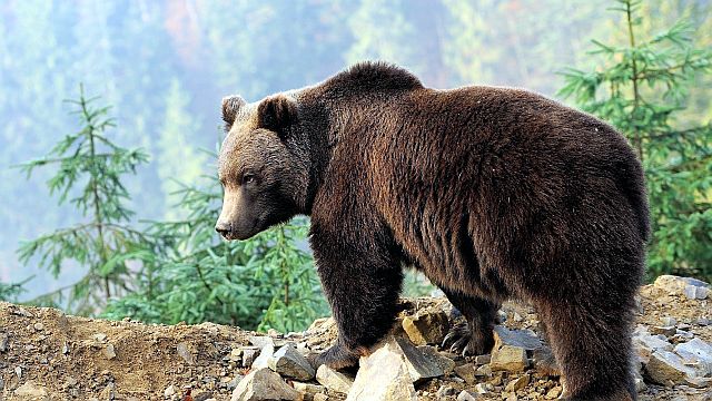 Кавказские бурые медведи питание