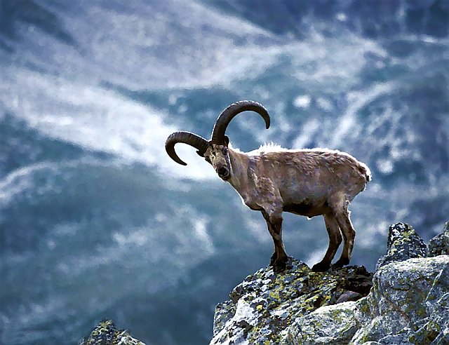 Кавказский тур животное