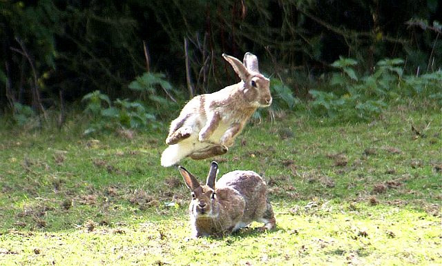 зайцы играют в чехарду - фото