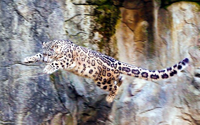 переднеазиатский леопард фото