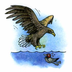 Как охотится орлан-белохвост, как орланы ловят рыбу?