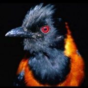 Ядовитая птица питоху - фото