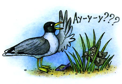 прикольные рисунки - чайка черноголовый хохотун 