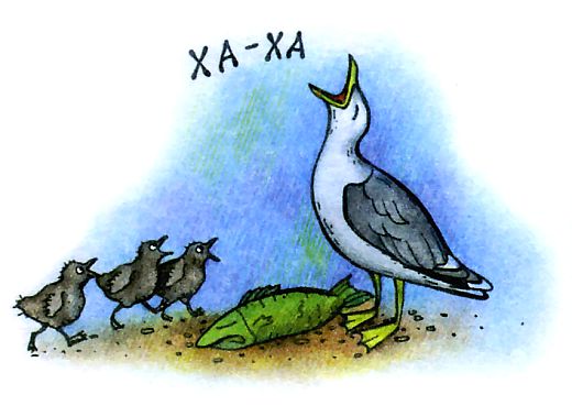 Серебристая чайка хохотунья - рисунок