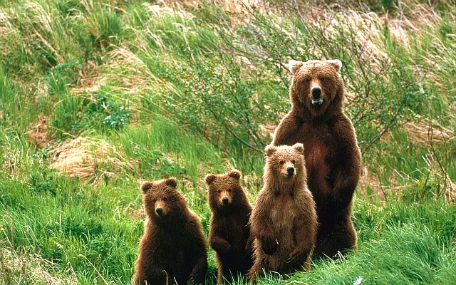Кавказские бурые медведи - медведица с медвежатами в горах