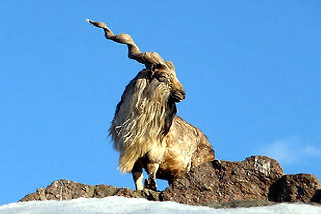 Кавказский тур животное - фото в горах