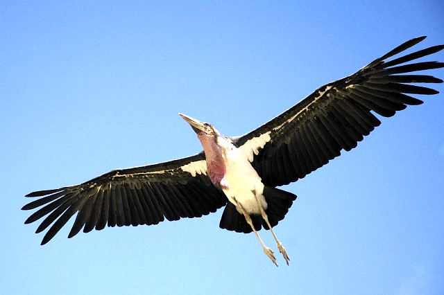 Африканская птица падальщик марабу в полете