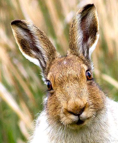 Зачем зайцу большие уши - фото