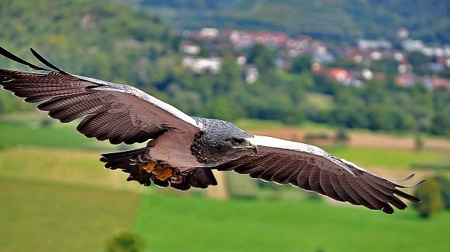 степной орел фото