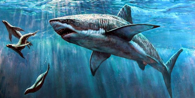 Почему в Черном море нет акул - фото
