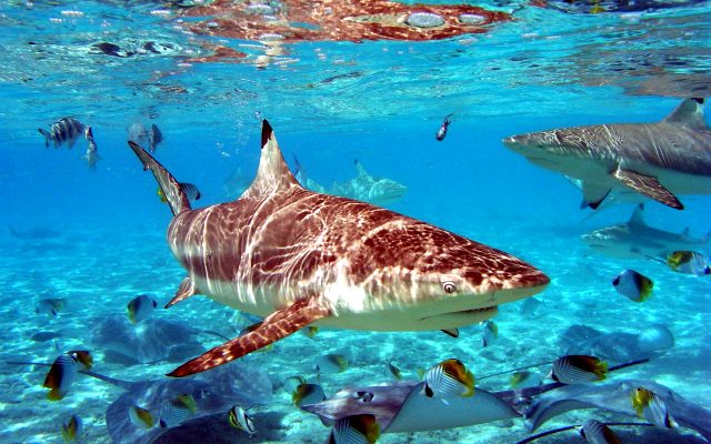 акула в море - фото