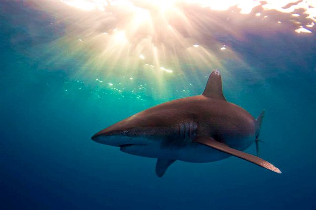Почему в Черном море нет акул - фото