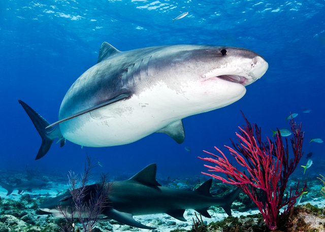 Почему акулы не живут в Черном море