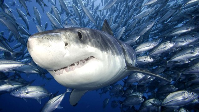 Почему в черном море нет акул - фото к статье
