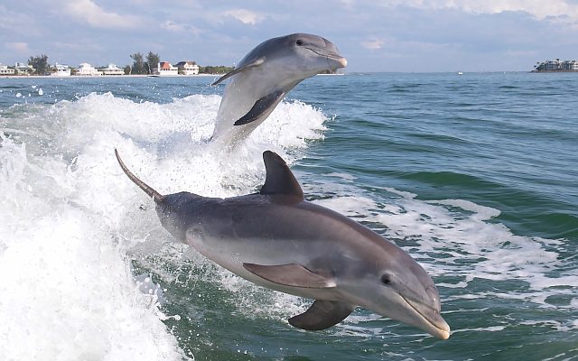 Черноморский дельфин - фото