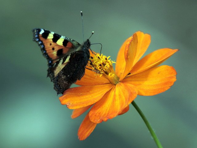 Бабочка на цветке - фото