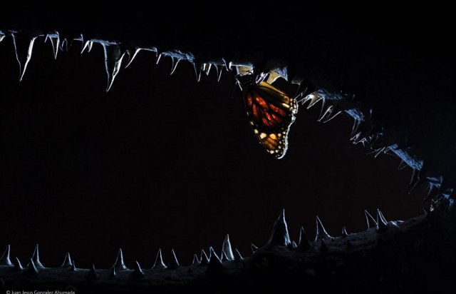 Бабочка в пасти крокодила - фото