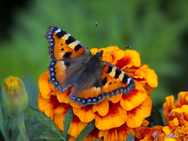 Бабочка на солнышке