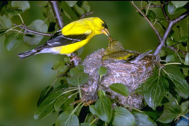 Гнездо птицы чижика фото