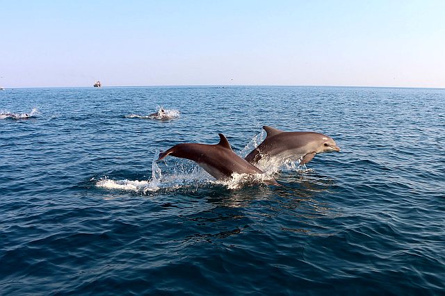 Дельфины в море фото