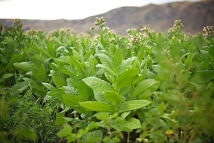 Табак - плантация, фото