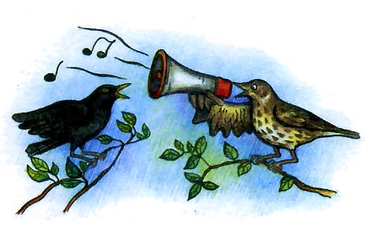 Как поют разные птицы - дрозд поет громче всех!