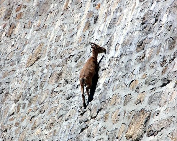 Кавказский тур животное фото