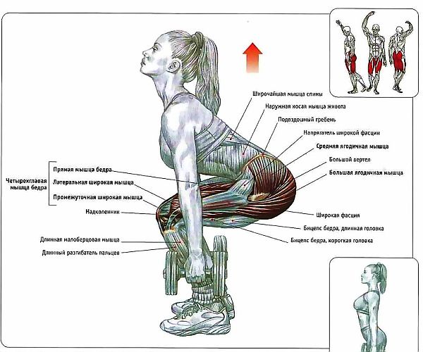 Как работают мышцы человека