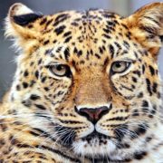 переднеазиатский леопард фото