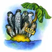 птица ястреб азорские острова - прикольные картинки