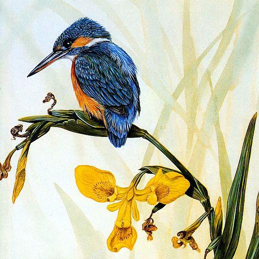 Картинка зимородок птица