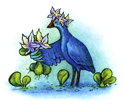 синяя птица - султанка