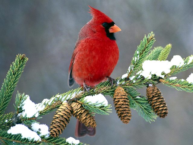 Птица кардинал тоже имеет хохолок на голове.