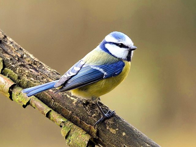 Синица фото и описание птицы для детей