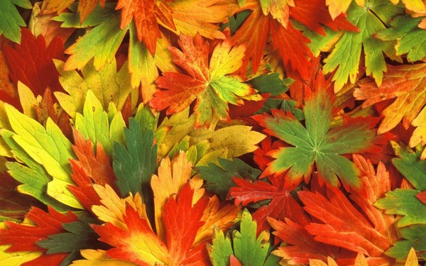 Почему осенние листья меняют цвет