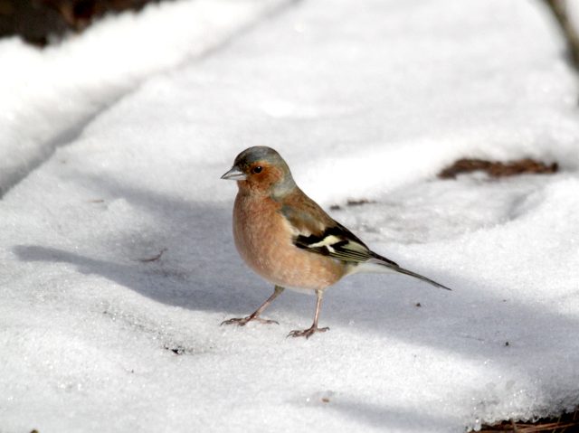 зяблик фото птицы зимой