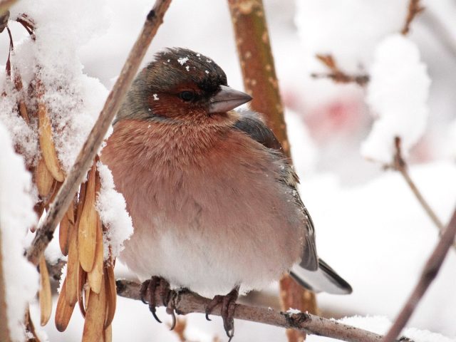 зяблик фото птицы зимой